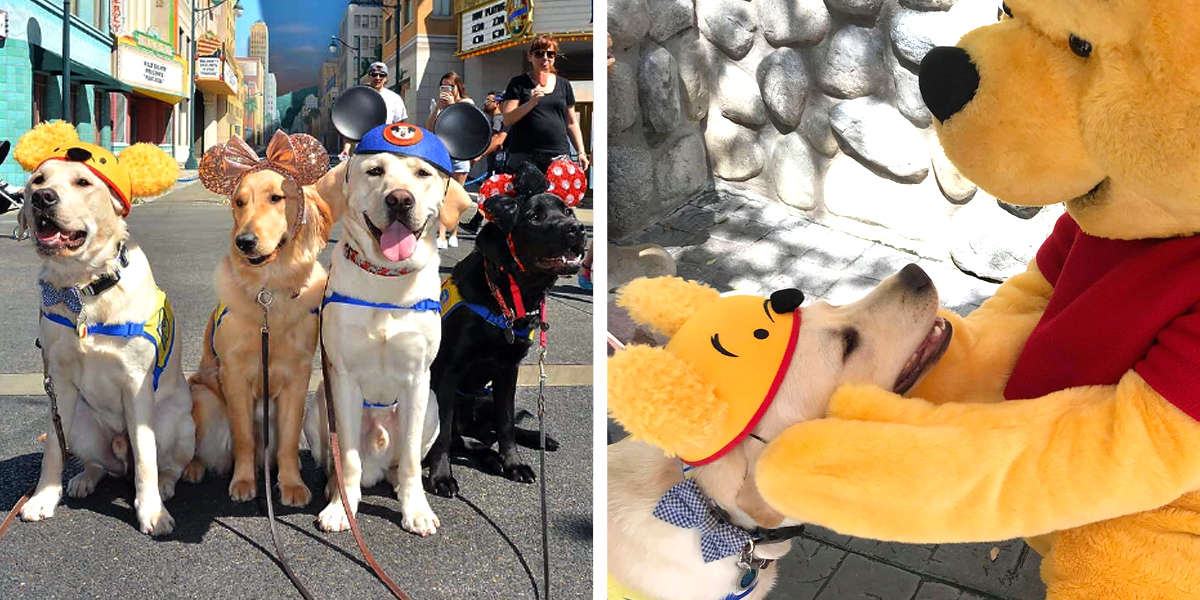 Service Dogs In Training Take Adorable Field Trip To Disneyland The Dodo