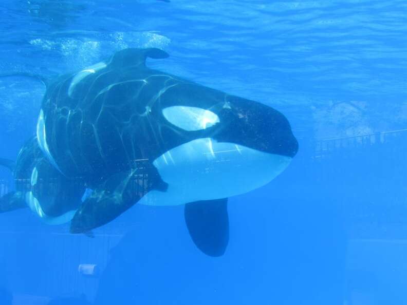 Captive orca inside tank at SeaWorld