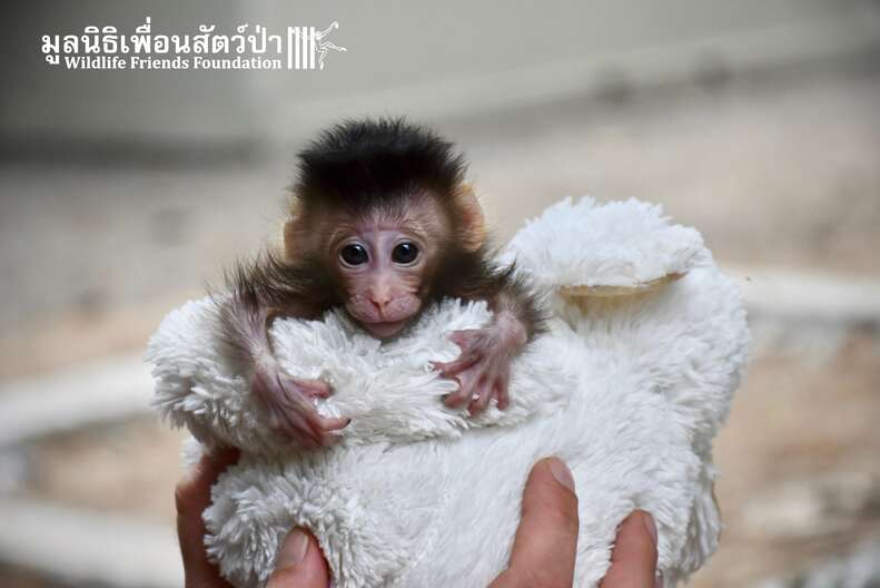 baby monkey wearing a diaper