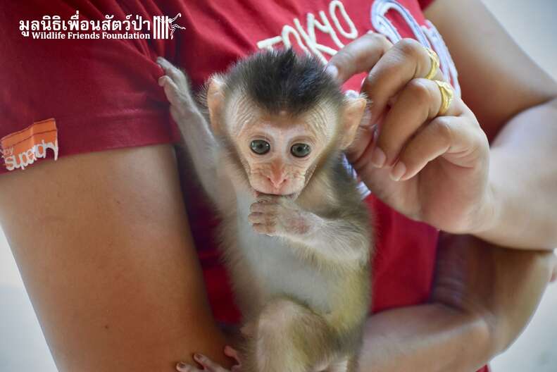 Rescue monkeys hot sale for adoption