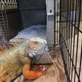 Injured iguana inside crate at vet clinic