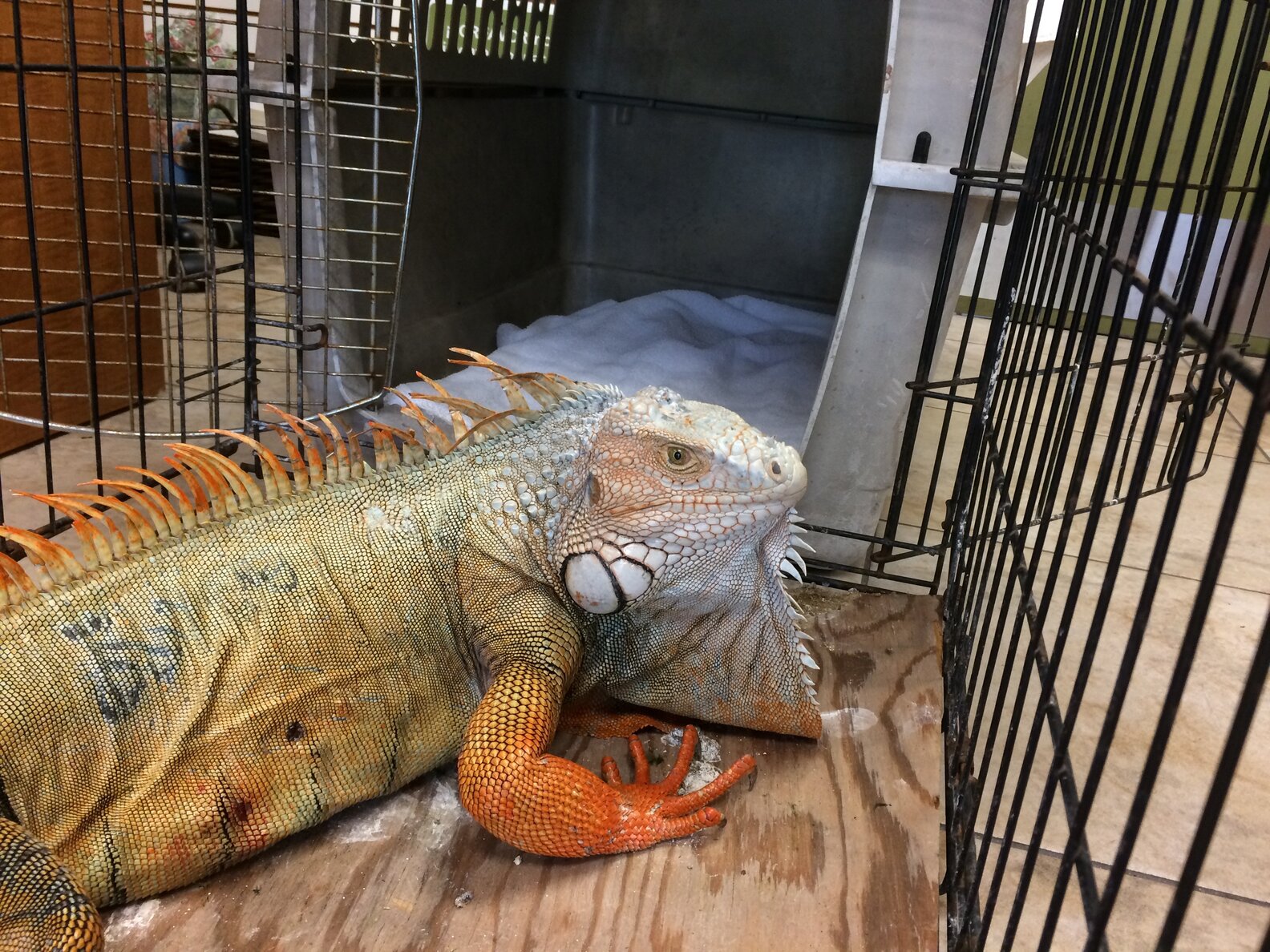 Florida Scientists Encourage Killing Iguanas By Smashing Their Skulls