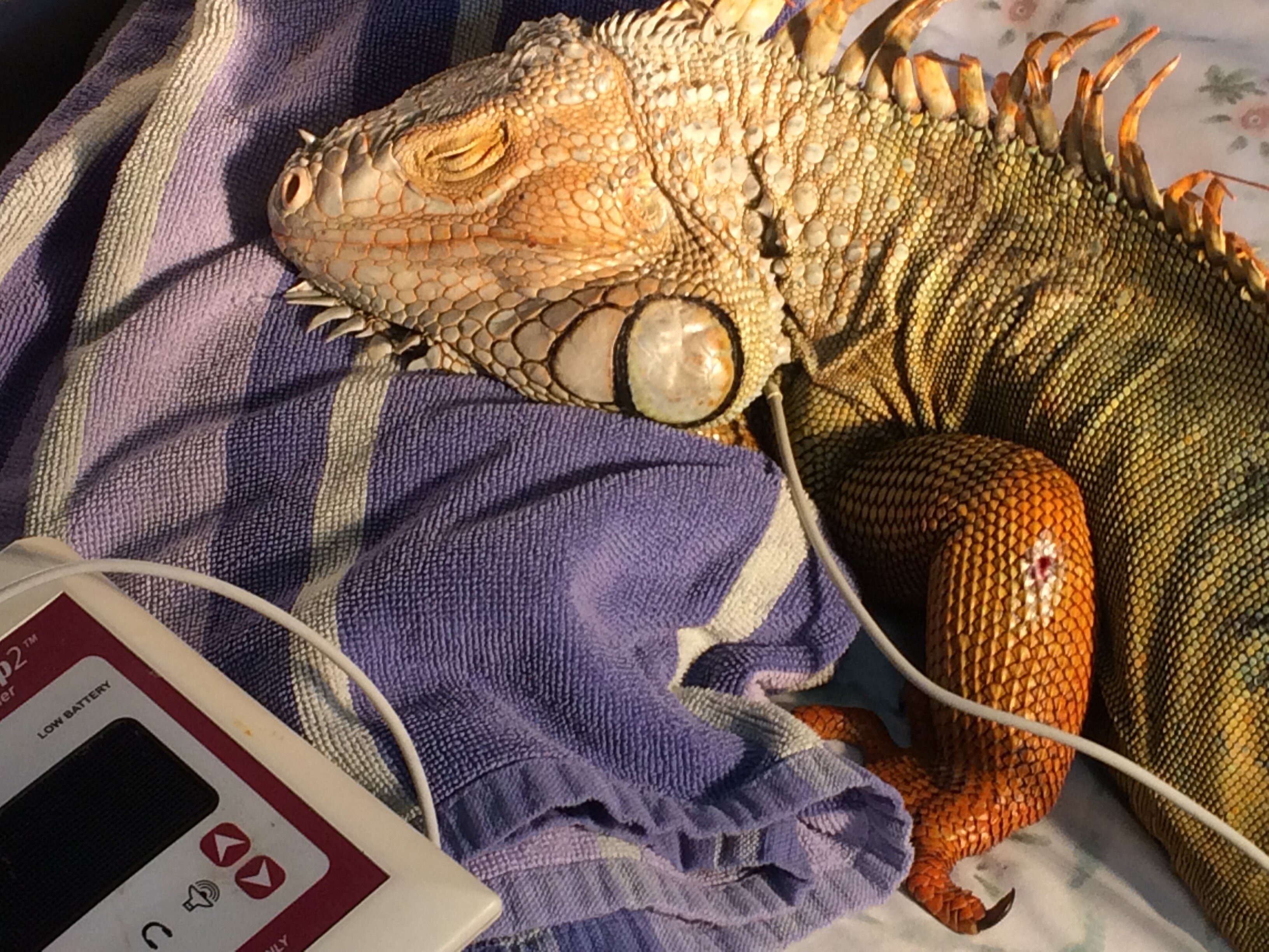 Florida Scientists Encourage Killing Iguanas By Smashing Their Skulls