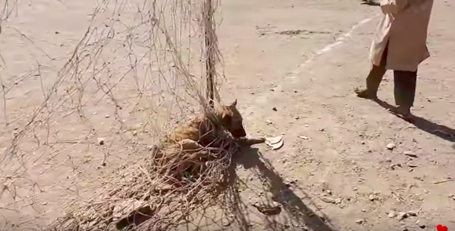 Stray Dog Tangled In Soccer Net Finds The Perfect People To Help - The Dodo