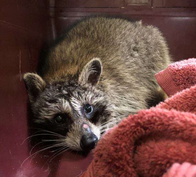 raccoon rescue jar stuck head toronto