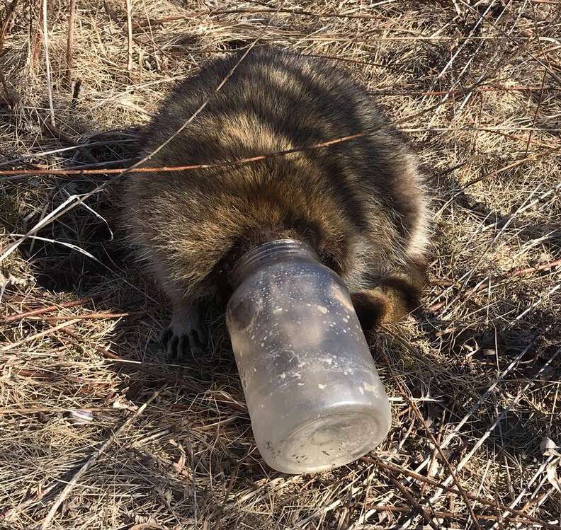 raccoon head stuck jar toronto