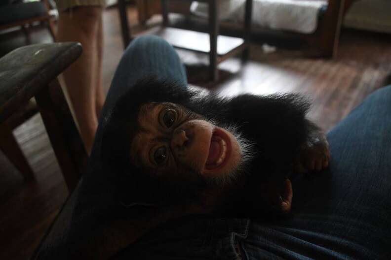 Baby chimp after being rescued