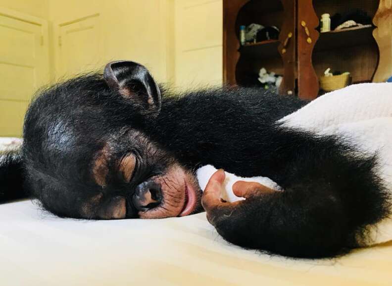 Baby chimp sleeping with blanket