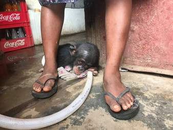 Baby chimp clinging to piece of tattered clothing