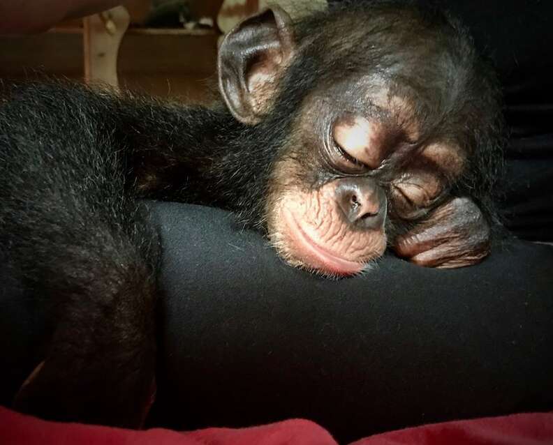 Baby chimp resting her head