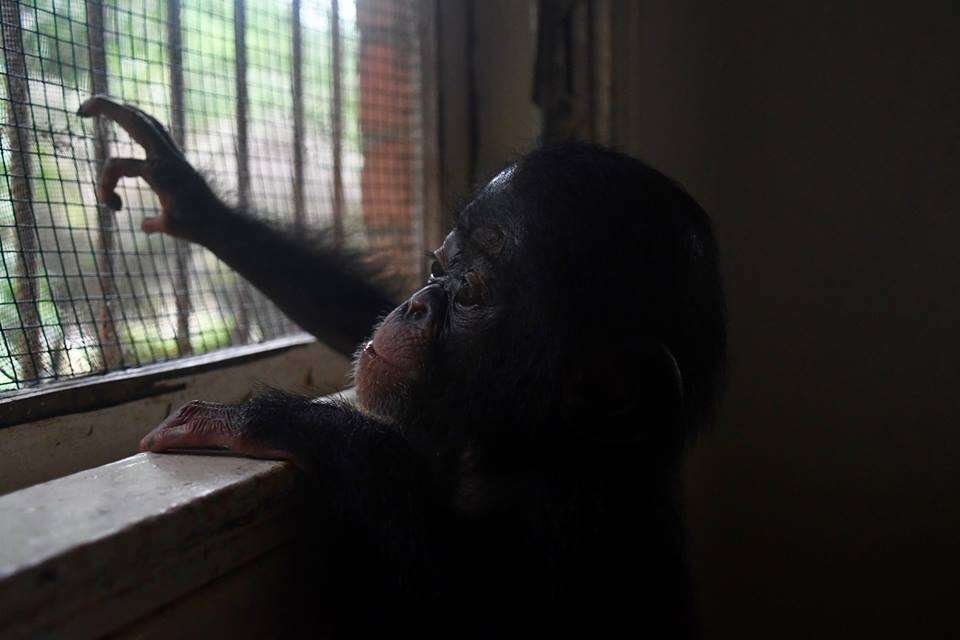 Baby chimp looking out of window