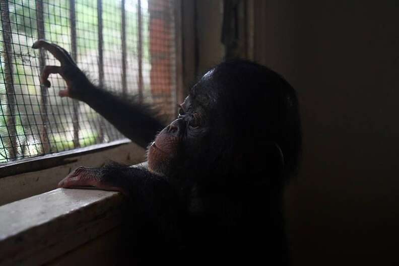 Baby chimp looking out of window