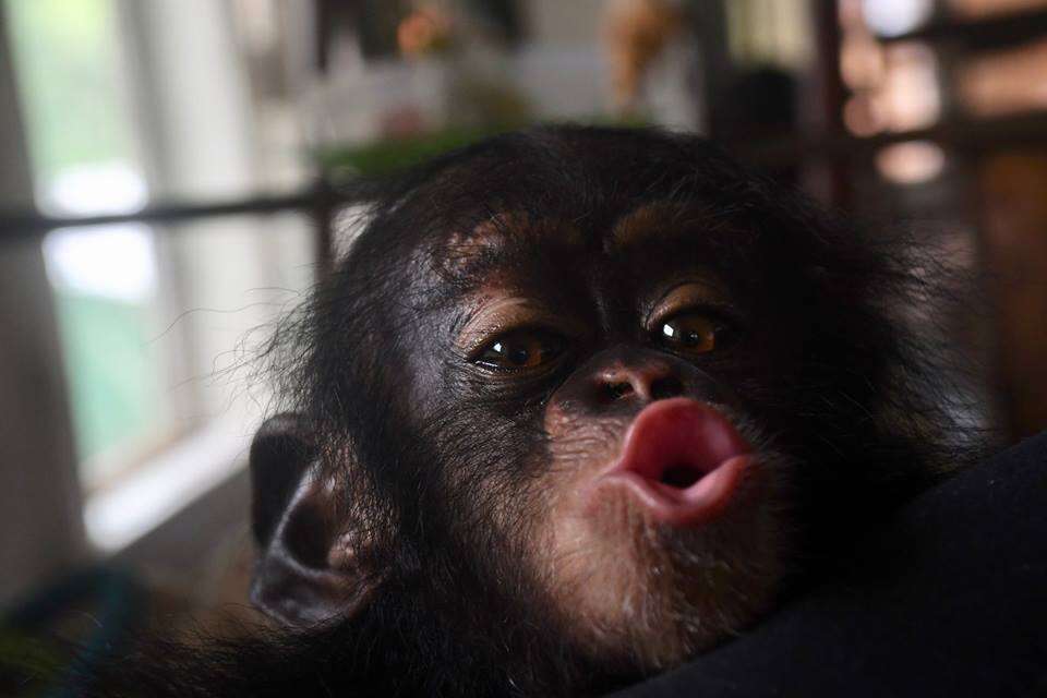 Baby chimp making a face