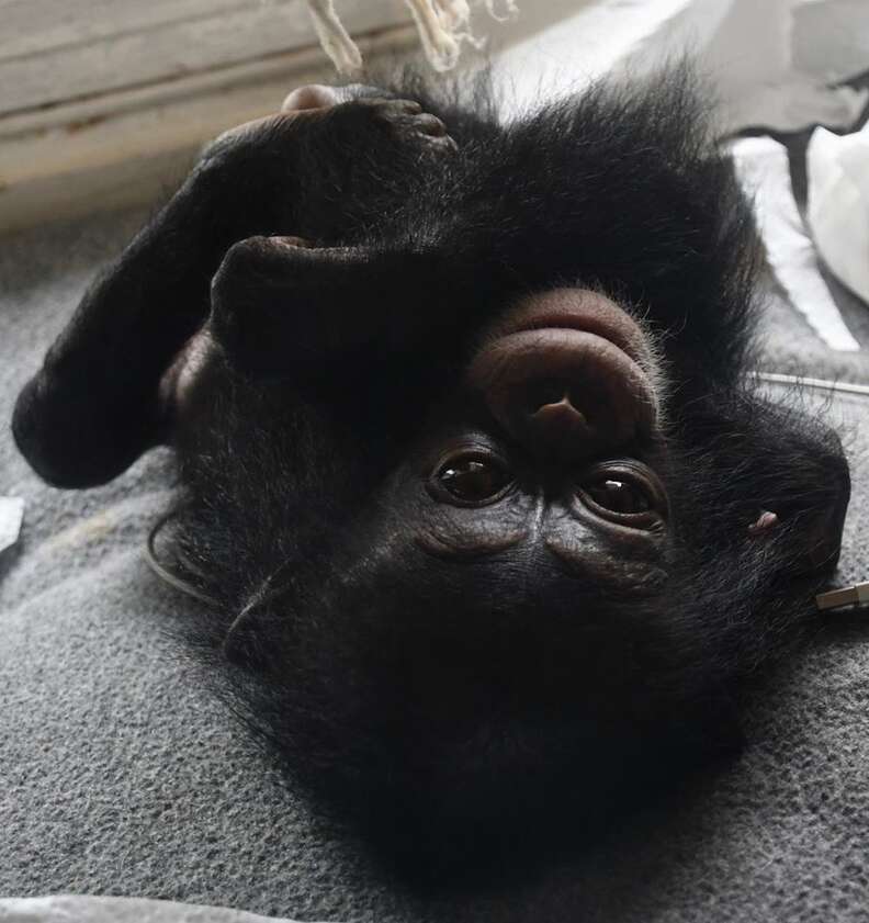 Baby chimp after being rescued