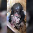 Baby chimp clinging to clothing scrap