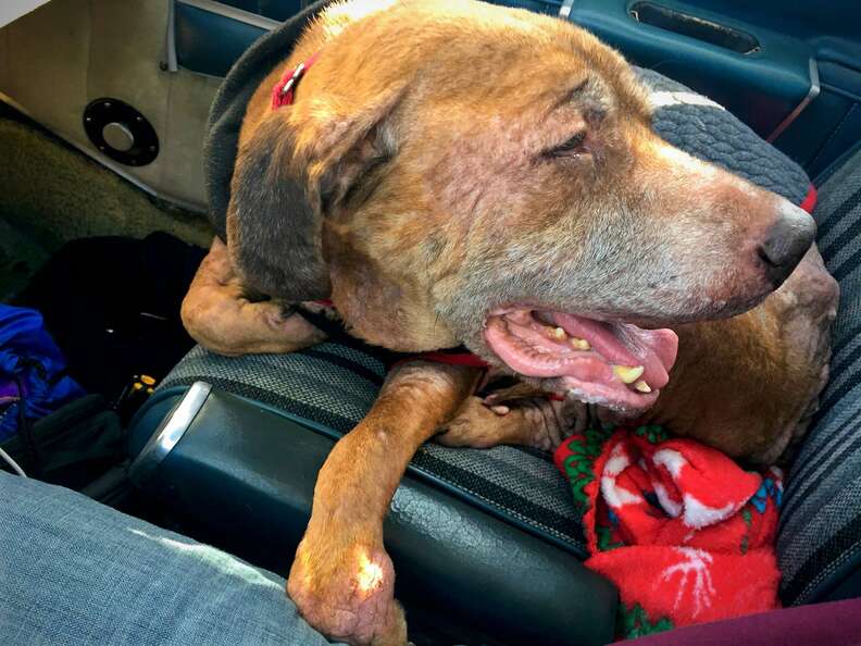 Perro viejo que es trasladado en avión a Fospice