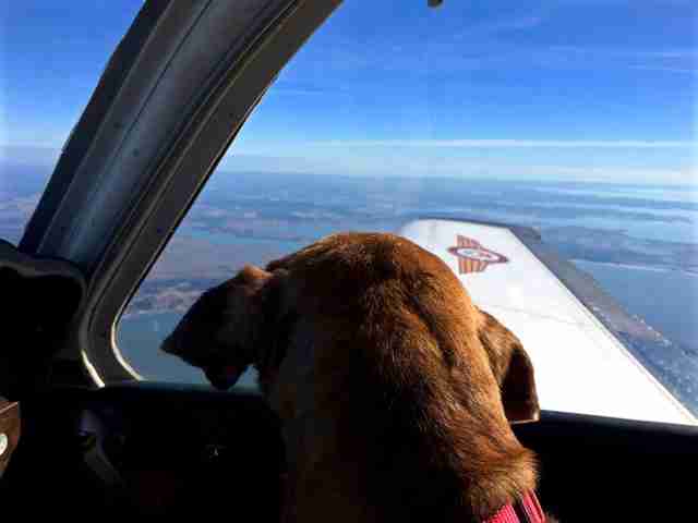 Pilot Flies Old Dog 400 Miles To Get A New Home The Dodo