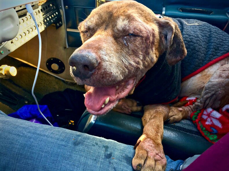 Perro viejo que es trasladado en avión a Fospice