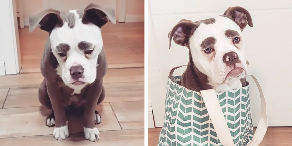 Puppy With Giant Eyebrows Looks Like A Very Sad Clown - The Dodo