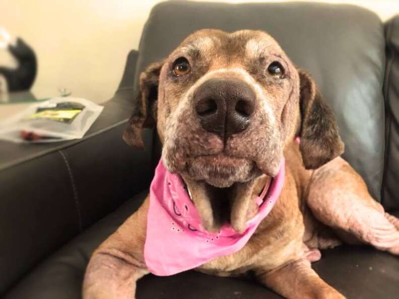 Perro mayor en casa de acogida