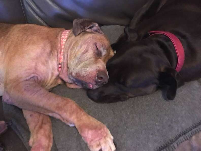 Perro mayor acurrucándose con su hermano adoptivo