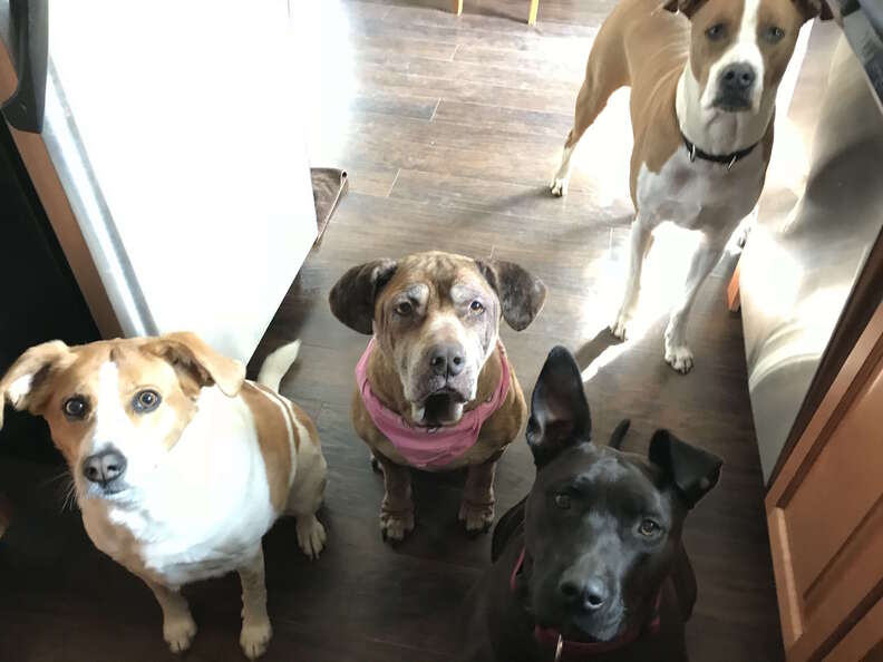 Fospice senior dog with other dogs