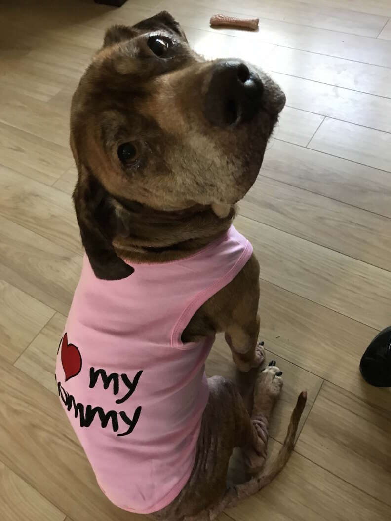 Senior dog in pink sweater