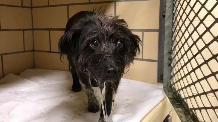 terrified dog dumped shelter drooling