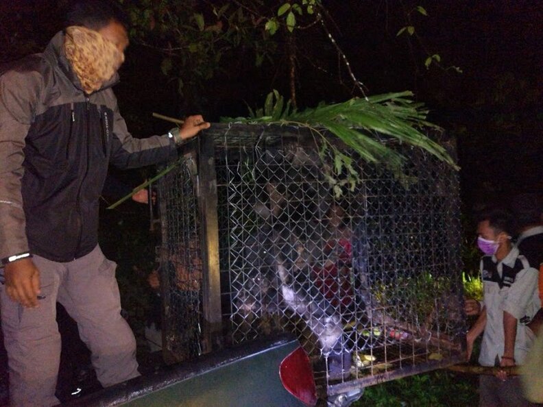 Endangered Indonesian Macaques Found Locked Up On Farm - The Dodo