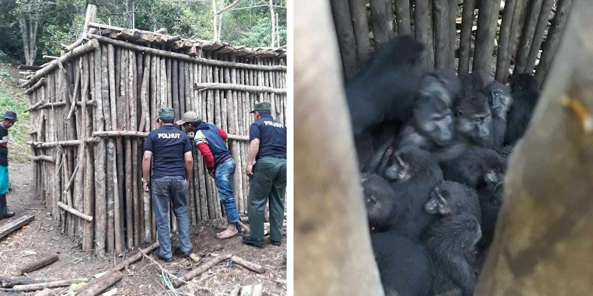 Endangered Indonesian Macaques Found Locked Up On Farm - The Dodo