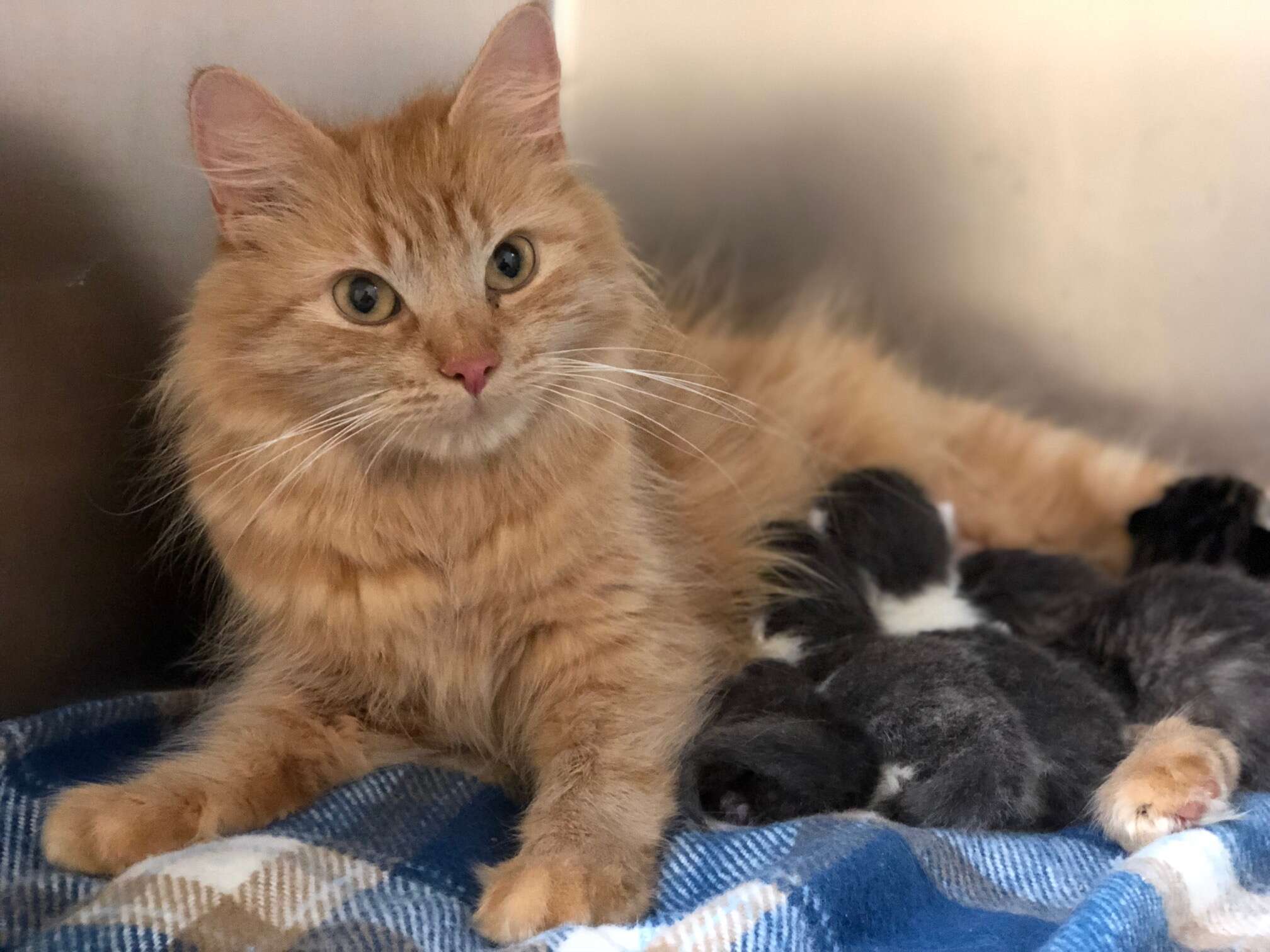 Stray cat helps raise friend's newborn kittens