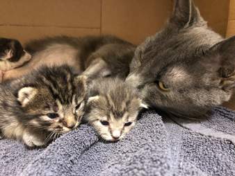 Stray Cat Helps Raise Newborn Kittens When Their Mom Gets Sick - The Dodo Stray Cat Helps Raise Newborn Kittens When Their Mom Gets Sick - The Dodo