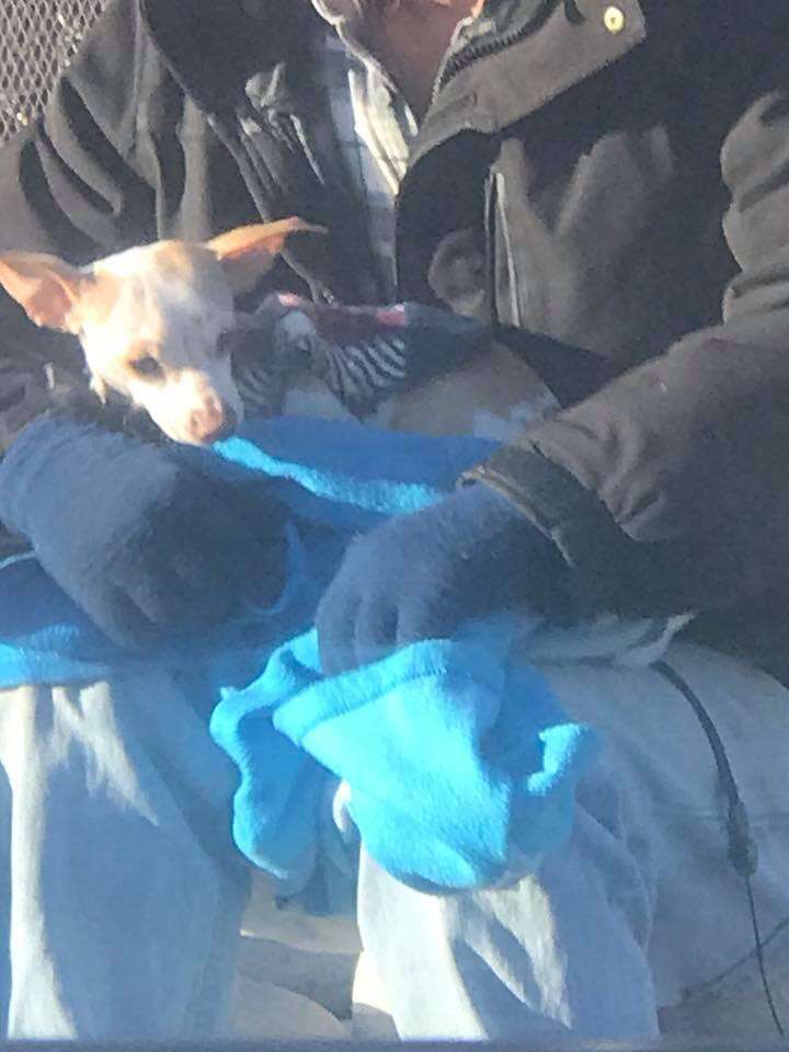 Homeless Man Helps Abandoned Chihuahua Find A Forever Home - The Dodo