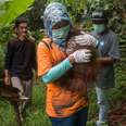 Woman carrying orphaned orangutan