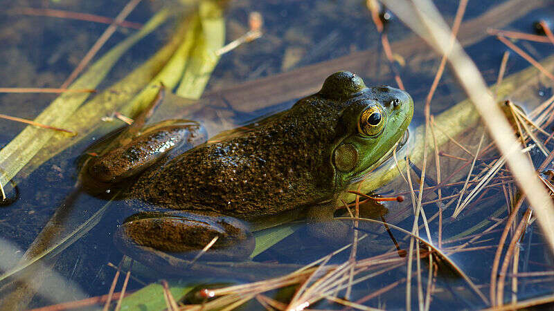 bullfrog american