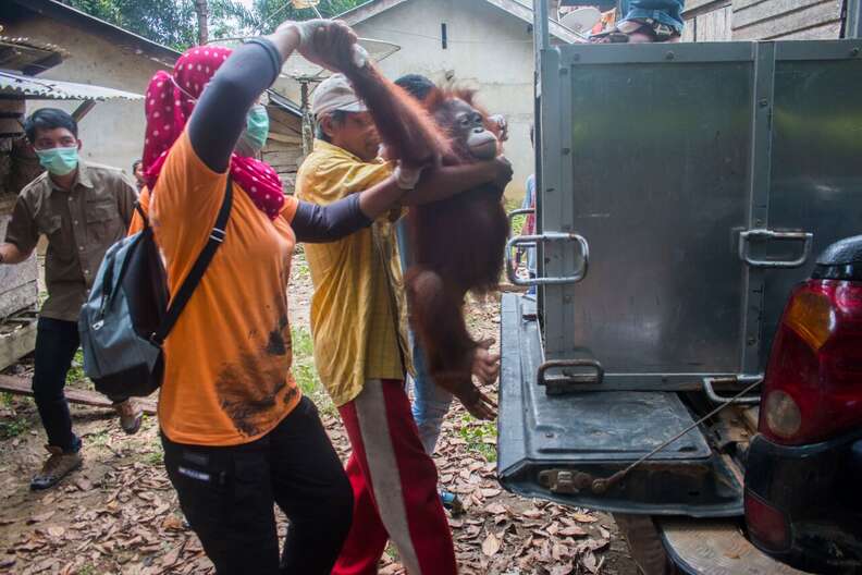 People loading rescued orangutan into transport carrier