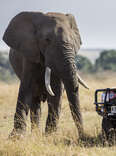 How to Rock Any Nature Trip, According to Nat Geo Safari Guides