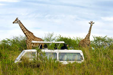 Where to go for your first safari in Africa - Lonely Planet