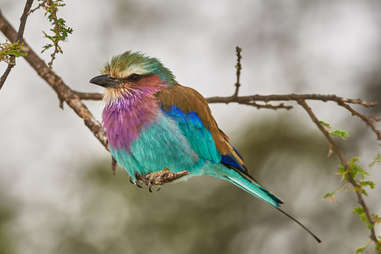 Lilac breasted roller