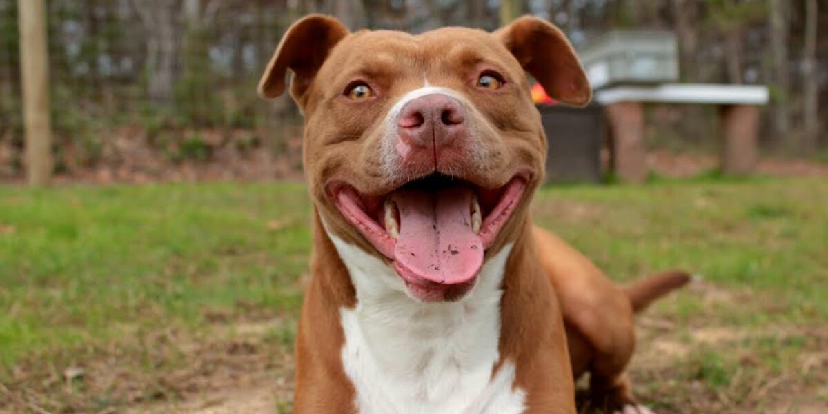 Pit Bull With Big Smile Has Been At Tennessee Shelter For Over A Year ...