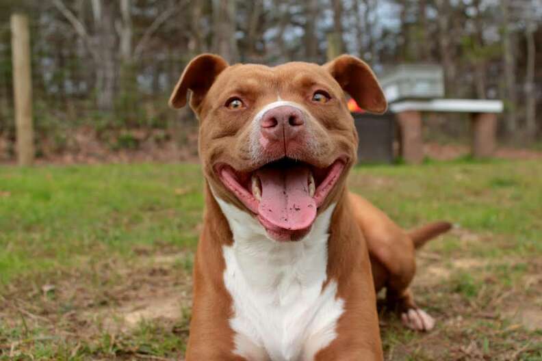 Pit Bull With Big Smile Has Been At Tennessee Shelter For Over A Year - The Dodo Pit Bull With Big Smile Has Been At Tennessee Shelter For Over A Year - The Dodo