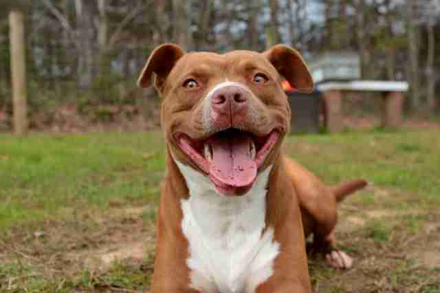 Pit Bull With Big Smile Has Been At Tennessee Shelter For Over A Year ...