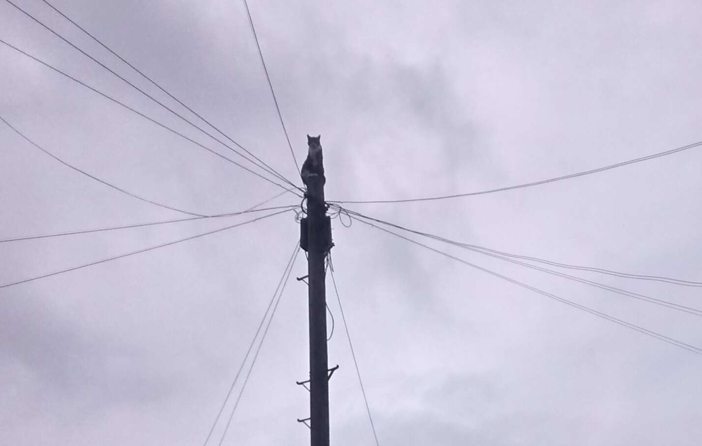 cat climbs a telephone pole