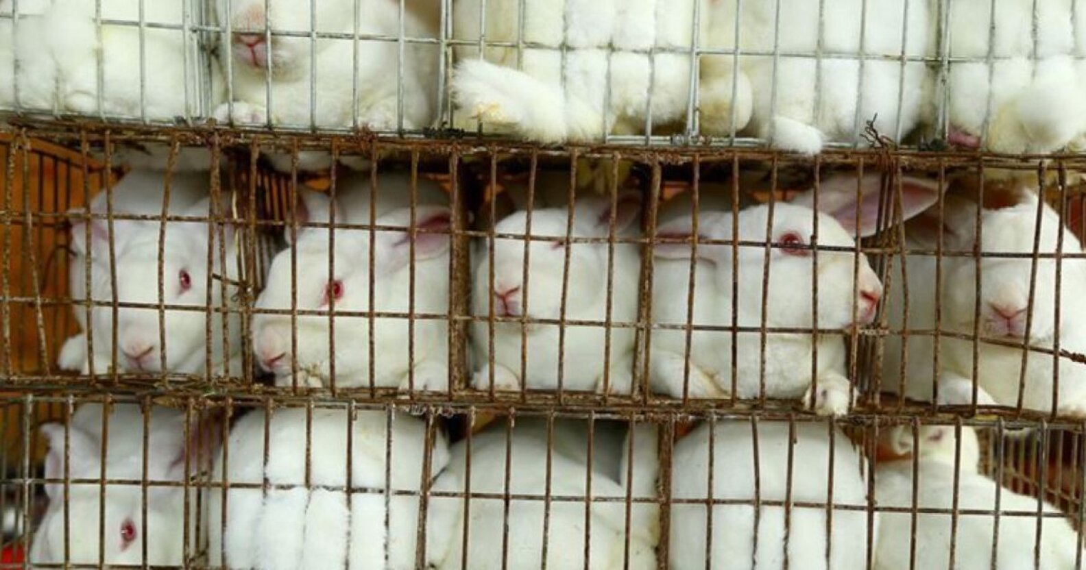 Rabbit Lovers Urge Amazon To Stop Selling Bunny Feet The Dodo