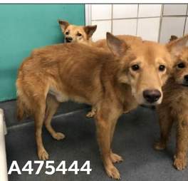 Dogs seized from hoarding case in San Antonio
