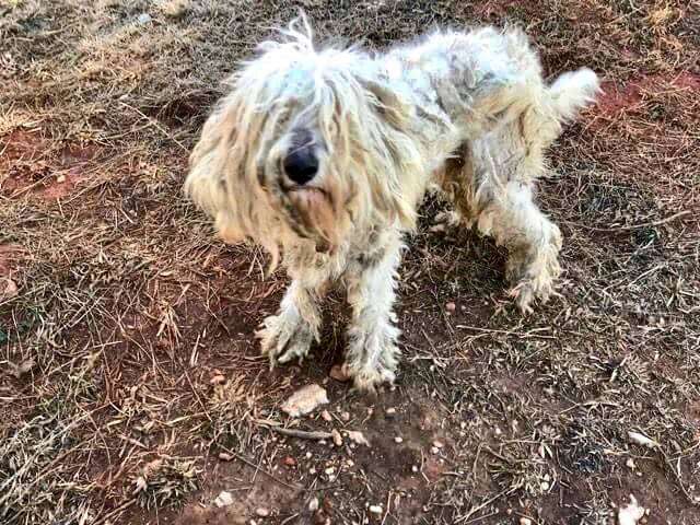 goldendoodle matted skinny north carolina