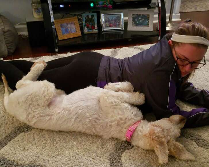 goldendoodle rescue north carolina