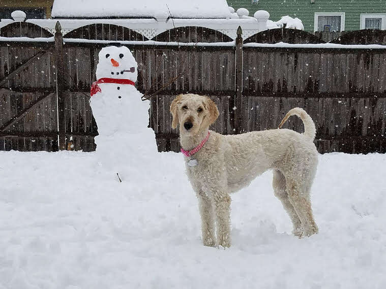 goldendoodle rescue