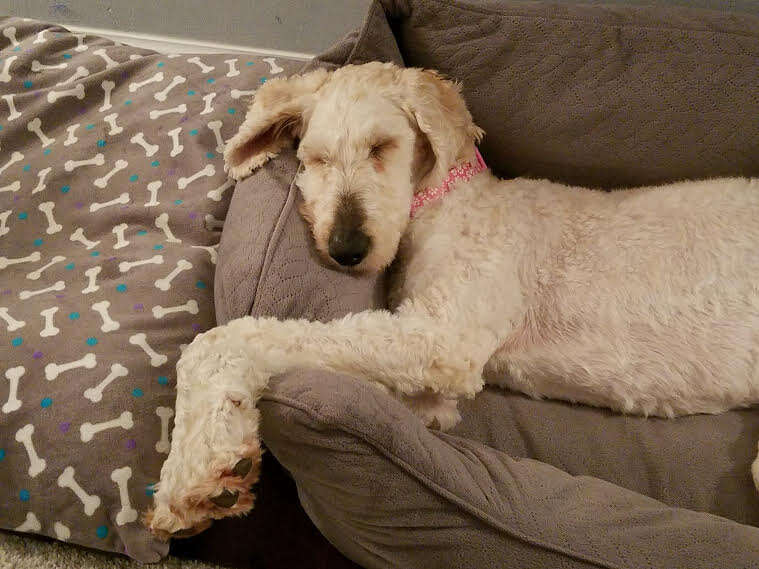 goldendoodle rescue north carolina