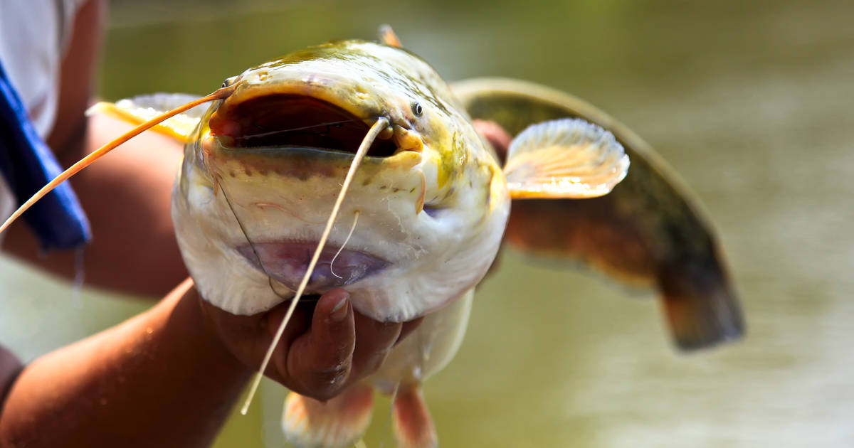 Why do Nashville Predators fans throw catfish at games?